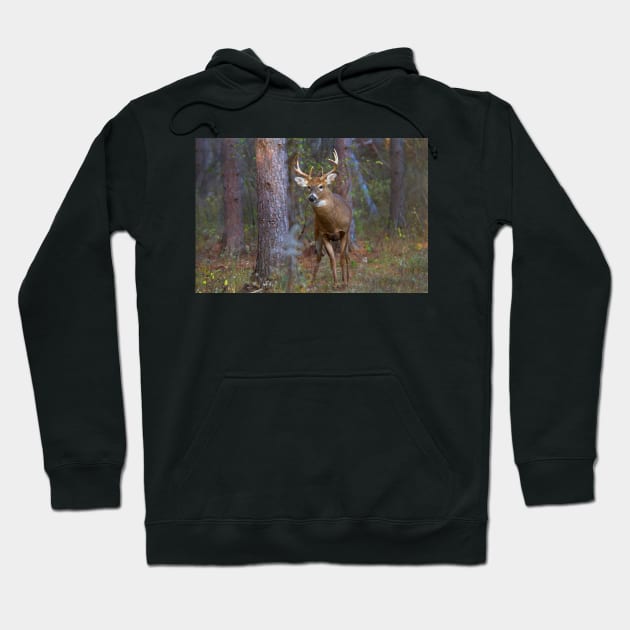 Who goes there? - White-tailed Buck Hoodie by Jim Cumming